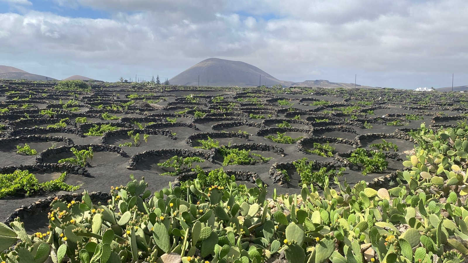 A vibrant field of cactus plants stretches out, framed by majestic mountains and vineyards in the background under a clear sky